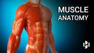 Anatomy of Human Muscles [upl. by Enaenaj875]