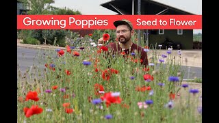 Growing Poppies • From Seed to Flower [upl. by Trellas]