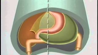 Embryological Development of GastroIntestinal Tract  ACLAND [upl. by Hedvig]