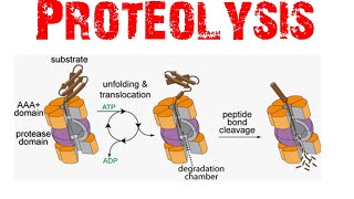 Proteolysis [upl. by Soisinoid]