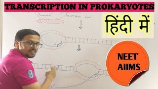 Transcription in prokaryotes in hindi [upl. by Tansy369]