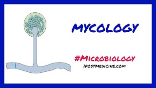 Introduction to Mycology  Microbiology [upl. by Boarer660]