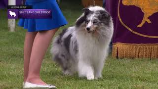 Shetland Sheepdogs  Breed Judging 2021 [upl. by Terpstra709]