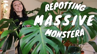 REPOTTING MONSTERA DELICIOSA  how to repot a large monstera deliciosa  tips [upl. by Wilde32]