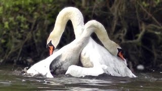 Mute Swan Protecting its Nest  Helped by A Canada Goose [upl. by Somar]