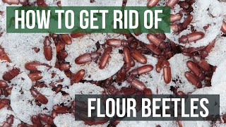 How to Get Rid of Flour Beetles 4 Easy Steps [upl. by Derayne]