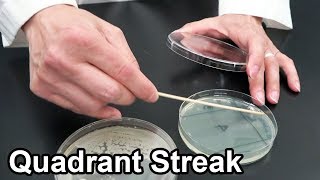 Quadrant Streaking Bacteria  Techniques Demonstration [upl. by Rodrich]