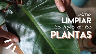 Cómo LIMPIAR las hojas de tus PLANTAS Probando 3 métodos [upl. by Arvind308]