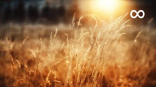 Peaceful Morning Relaxing Instrumental Music Opus 1 [upl. by Hayton]