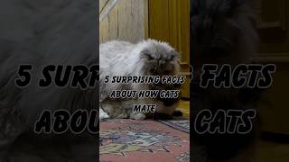 5 Surprising Facts About How Cats Mate [upl. by Annahsirhc]