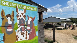 Shelby Farms Riding Stables Guided Rides [upl. by Naus576]