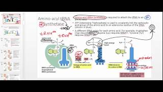 Aminoacyl tRNA Synthetase Part 1 [upl. by Cornew1]