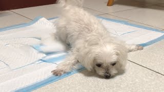 Coco Syncope Maltese Dog Heart Disease  CHF [upl. by Icak]