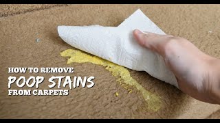 DIY Method for Getting Poop Stains amp Smells OFF the Carpet [upl. by Nylidnarb]