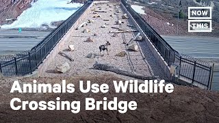 Animals Use Special Bridge to Cross Busy Highway  NowThis [upl. by Domash]