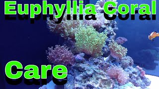 Euphyllia Coral Care [upl. by Natek376]