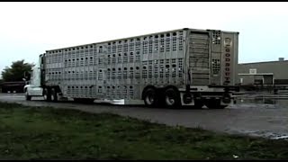 Horse Slaughter Documentary  Equine Destiny Full Documentary [upl. by Sioux]