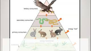 Producers Consumers Decomposers [upl. by Tinya516]