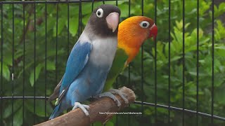 Lovebird Chirping and Call Sounds  Green Fischer amp Blue Personata [upl. by Oigile]