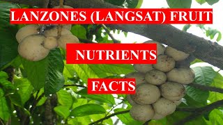 LANZONES Langsat FRUIT  HEALTH BENEFITS AND NUTRIENTS FACTS [upl. by Aseena966]