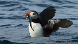 Puffin Hunts Fish To Feed Puffling  Blue Planet II  BBC Earth [upl. by Clevey]