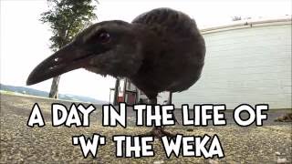 A day with W the Weka [upl. by Anitsirhk]