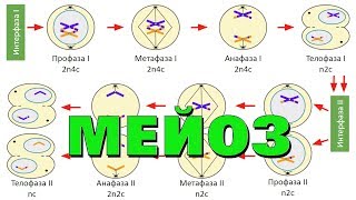 Мейоз  деление клетки  самое простое объяснение [upl. by Rutherford589]