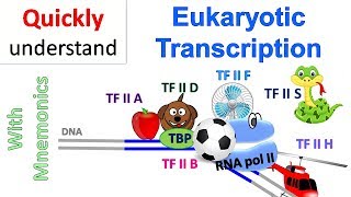 Eukaryotic Transcription [upl. by Yauqaj]