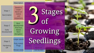 3 Stages of Planting Seedlings for Beginners [upl. by Hessler]