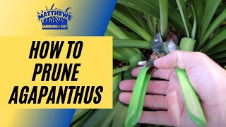 How to Prune Agapanthus [upl. by Haziza]