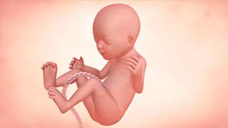 Fetal Development Week by Week Overview [upl. by Eidoj]