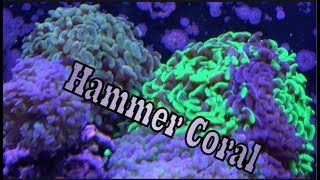 Hammer Coral Care Guide [upl. by Skipton372]