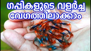 Guppy Growthഗപ്പികളുടെ വളർച്ച വർദ്ധിപ്പിക്കാം [upl. by Ydnam]