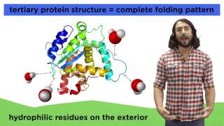 Types of Macromolecules Proteins Nucleic Acids Carbohydrates and Lipids [upl. by Buell]