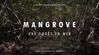 MANGROVE UNE FORÊT EN MER Documentaire [upl. by Sallad]