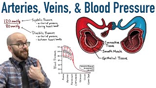 Arteries Veins and Blood Pressure [upl. by Ennad]