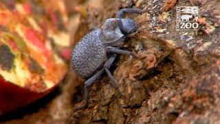 Blue DeathFeigning Beetle Big News  Cincinnati Zoo [upl. by Norga]