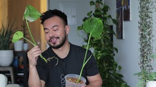 Propagating Thai Constellation Monstera  Houseplant  Life Updates [upl. by Ewen]