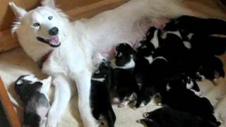 2 week old Siberian Husky pups and momma [upl. by Rosenblum]