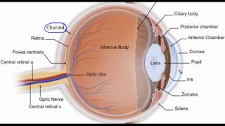 Eye anatomy [upl. by Sharyl677]