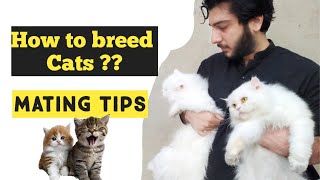 Cat Mating Tips  How to breed Cats  Why Cat Refuses to breed [upl. by Odnamla]