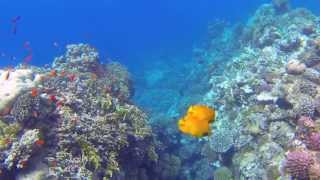 Snorkeling in Marsa Alam Egypt Coraya Bay 2013  Schnorcheln am Hausriff [upl. by Corkhill378]