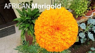 AFRICAN MARIGOLD from Bud Until Bloom [upl. by Namyh]