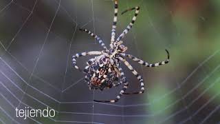 Spider Spinning Its Web part 1  Araña tejiendo su telaraña parte 1 [upl. by Philippine]