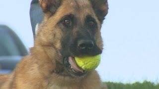 Army dog reunited with handler after being abandoned [upl. by Eliades563]