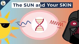 How UV Rays Damage Skin [upl. by Aihk998]