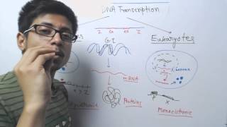 Prokaryotic vs eukaryotic transcription [upl. by Berty]