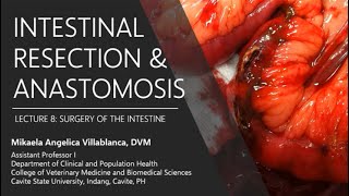 Lecture 83 Intestinal Resection and Anastomosis [upl. by Shirley138]