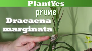 🐉 How to prune Dracaena marginata 🌲 Propagate Plants [upl. by Slein]