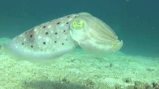 Cuttlefish changing colours [upl. by Enrol]